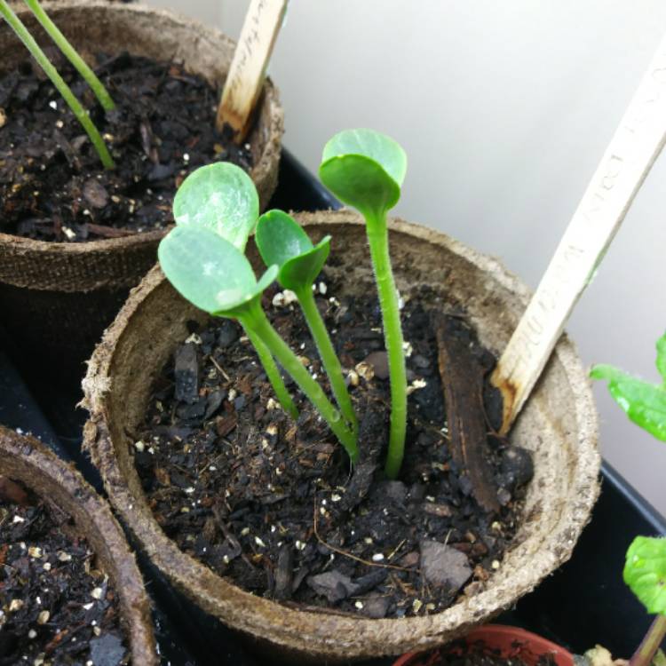 Plant image Citrullus Lanatus 'Sugar Baby'