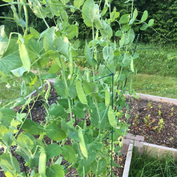 plant image 755631