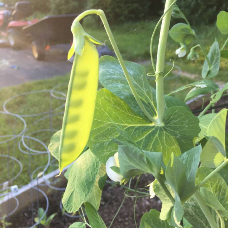 plant image 755633