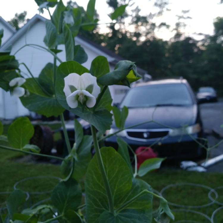 plant image 755637