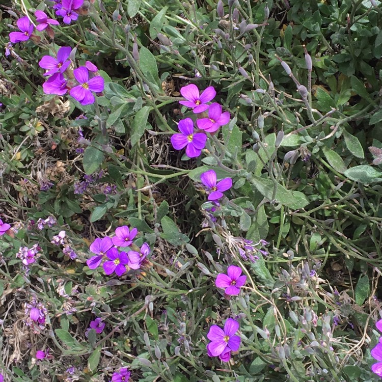 plant image 365071