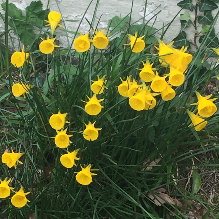 Plant image Narcissus bulbocodium 'Golden Bells Group' syn. Narcissus bulbocodium 'Golden Bells', Narcissus 'Golden Bells', Narcissus 'Silvania'