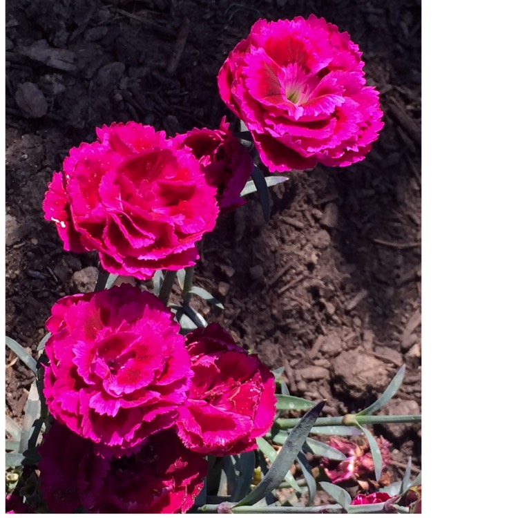 plant image 1003714