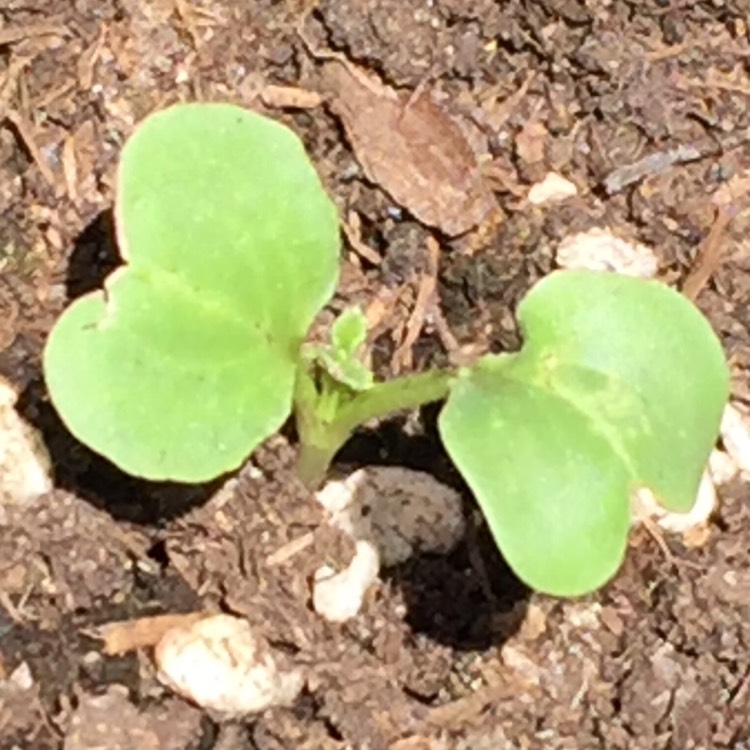 plant image 1028289