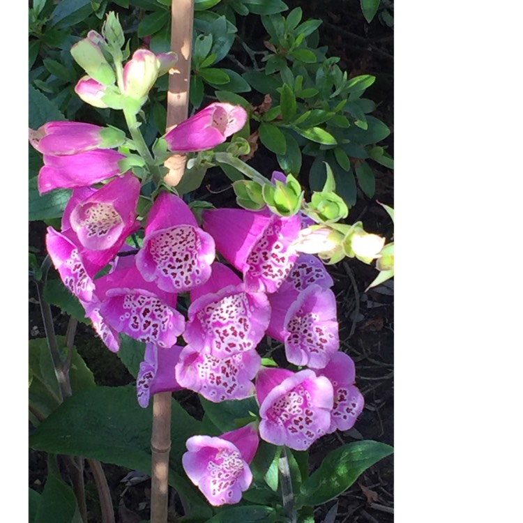plant image 1074401 plant image 1074401