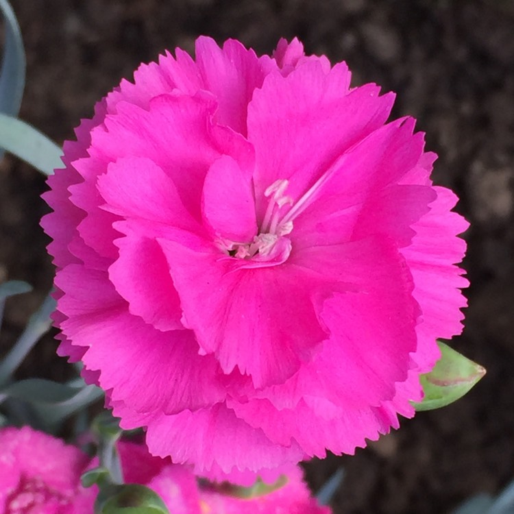 plant image 1094361