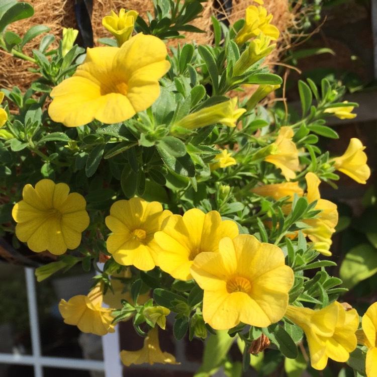 Plant image Calibrachoa Hybrid