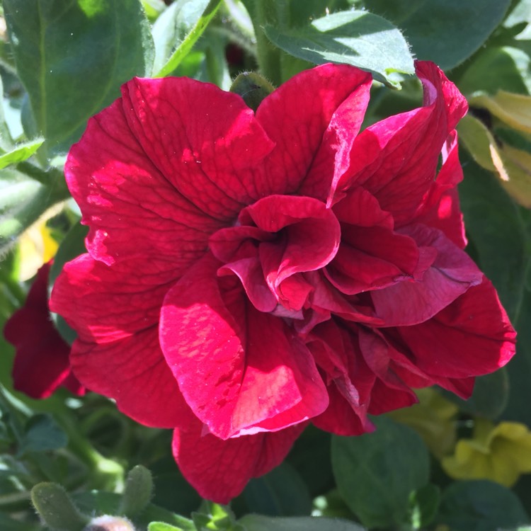 Plant image Petunia 'Tumbelina Inga' (Tumbelina Series) syn. Petunia 'Inga'