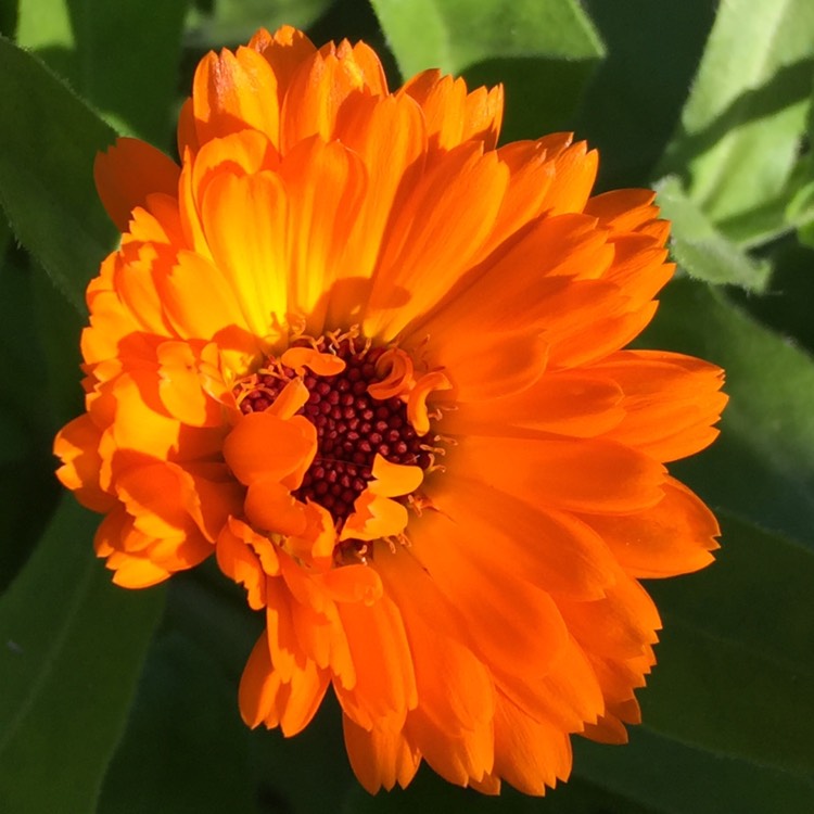 Plant image Calendula officinalis 'Nova'