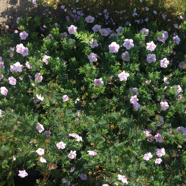 Plant image Geranium phaeum 'Album'