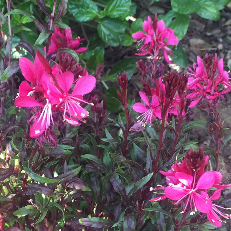 Plant image Oenothera lindheimeri 'Florgaured' syn. Oenothera lindheimeri 'Gaudi Red', Gaura lindheimeri 'Gaudi Red'