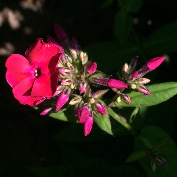 plant image 1119654