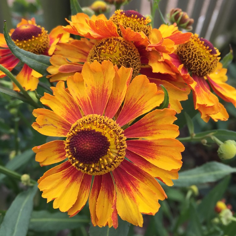 Plant image Gaillardia x grandiflora 'Burgunder' syn. Gaillardia 'Burgunder', Gaillardia x grandiflora 'Burgundy', Gaillardia 'Burgundy'