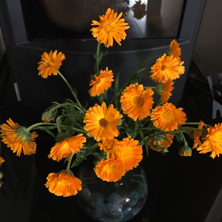 plant image 1130109