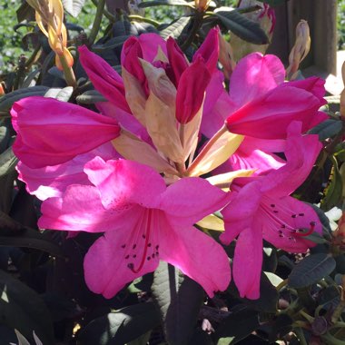 Rhododendron 'Van'