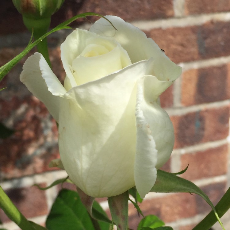 plant image 1145114 plant image 1145114