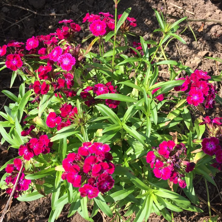 plant image 1148563
