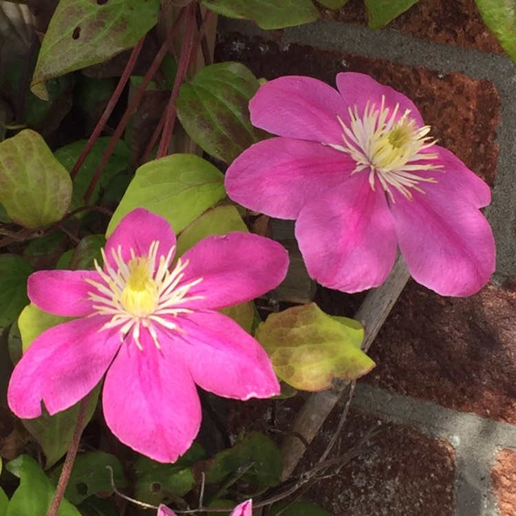 plant image 1151652 plant image 1151652