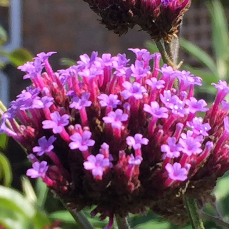 plant image 1159295 plant image 1159295