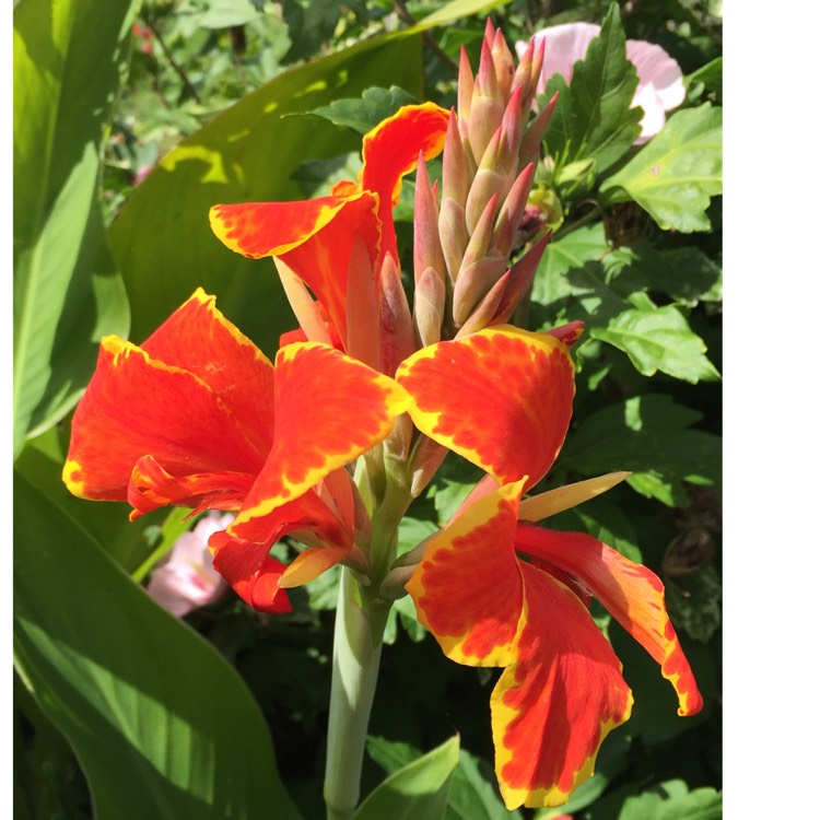 Plant image Canna 'Madeira' (Island Series)