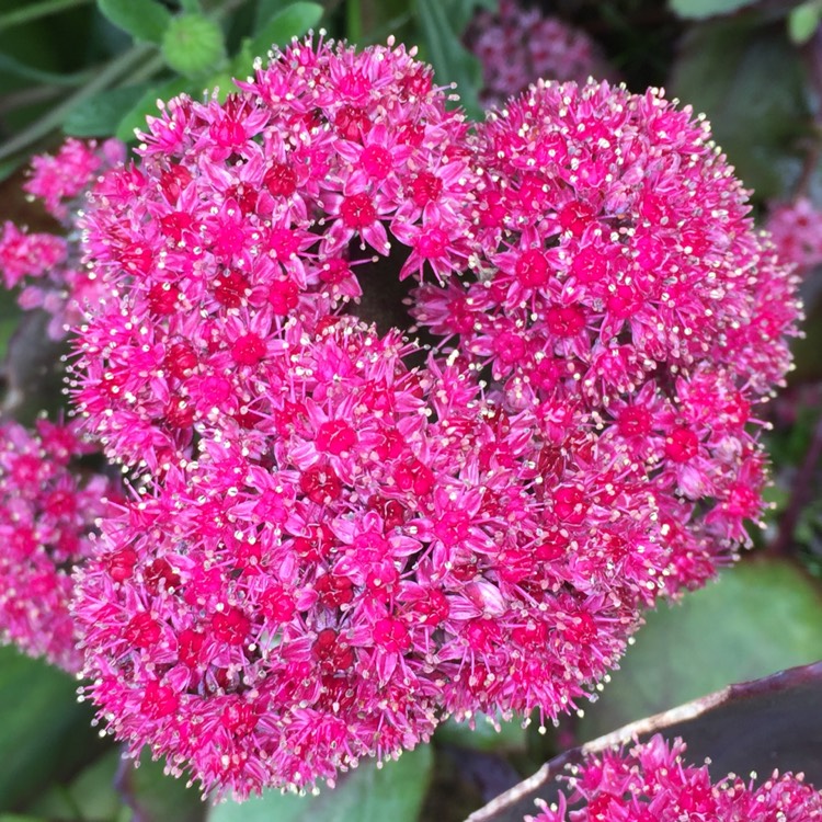 plant image 1173603 plant image 1173603