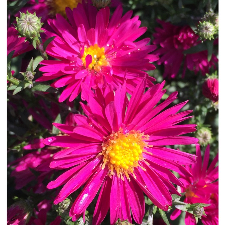 Plant image Aster novi-belgii 'Winston Churchill'