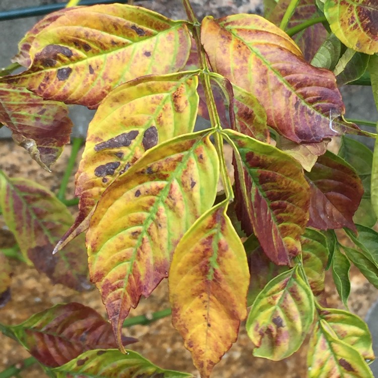 plant image 1178744 plant image 1178744