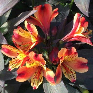 Alstroemeria 'Tesronto' (Summer Paradise Series) syn. Alstroemeria 'Indian Summer'
