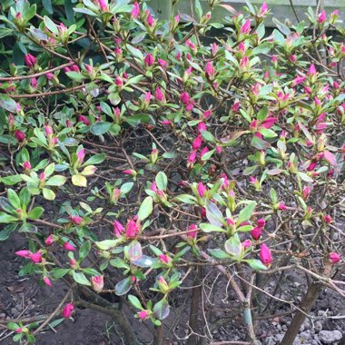Rhododendron 'Cornell Pink'