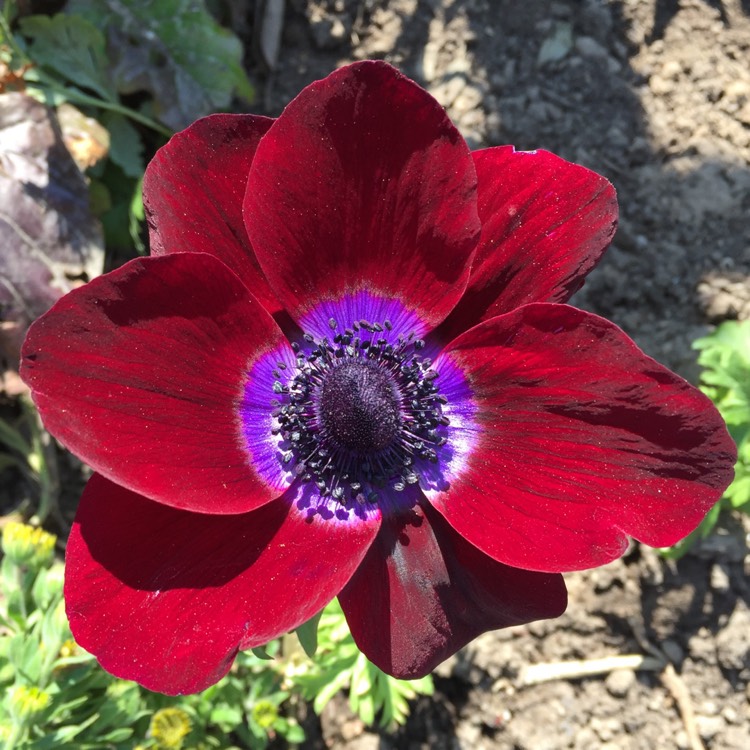 plant image 1264909