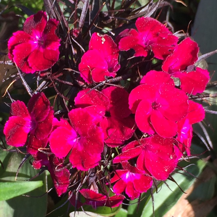 plant image 1265919