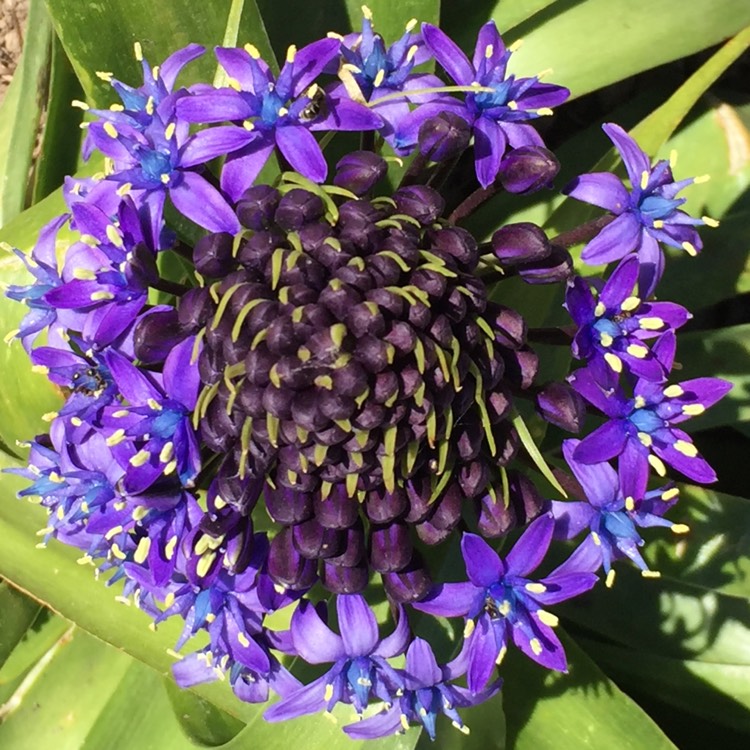 plant image 1274983 plant image 1274983