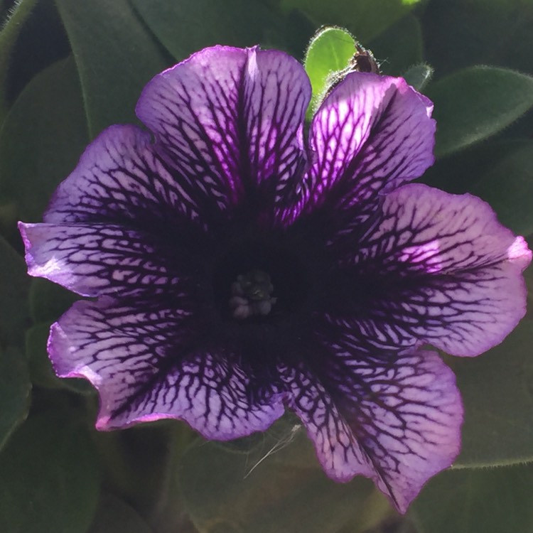Plant image Petunia Surfinia 'Blue Vein'