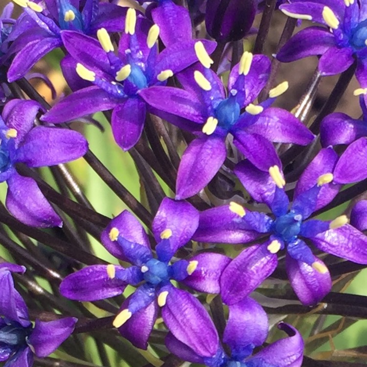 plant image 1288736 plant image 1288736