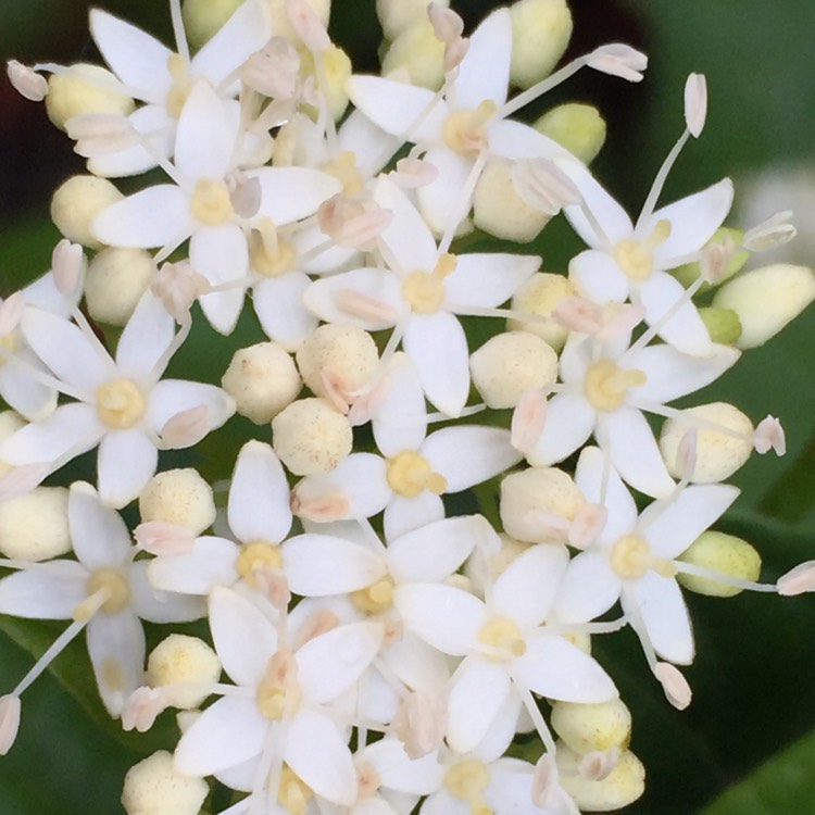 plant image 1288819