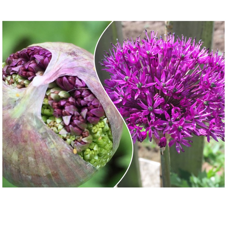 plant image 1295356 plant image 1295356