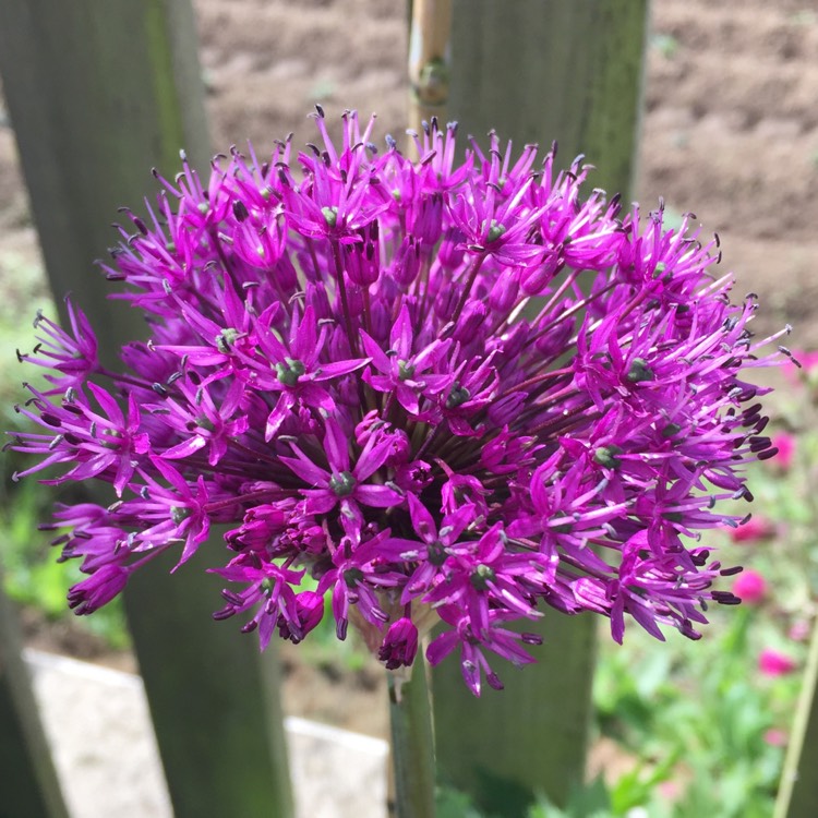 plant image 1297857 plant image 1297857