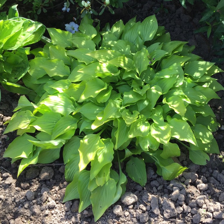 plant image 1302957 plant image 1302957