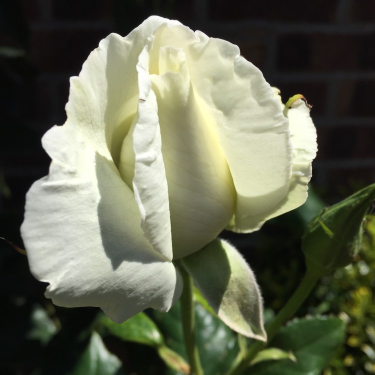 plant image 1317728 plant image 1317728