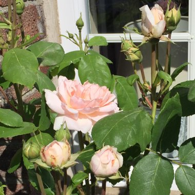 Rosa 'Ausbrass' syn. Rosa 'The Lady Gardener'
