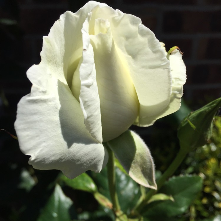 plant image 1322354 plant image 1322354