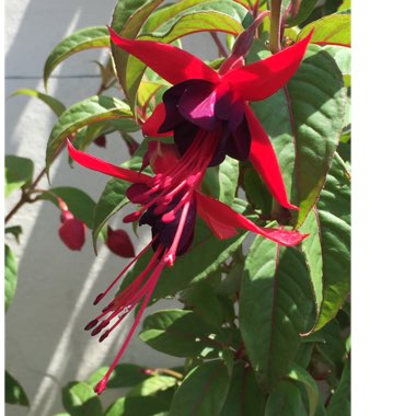 Fuchsia