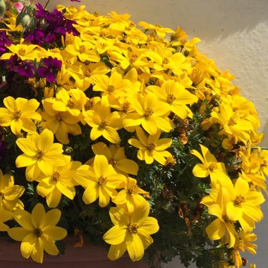 Bidens Yellow Sunshine