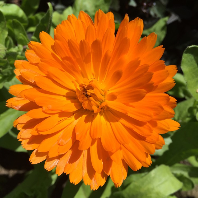 plant image 1337597