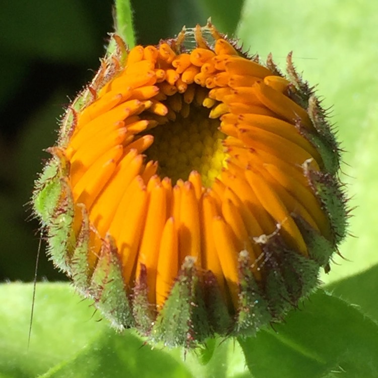 plant image 1338191