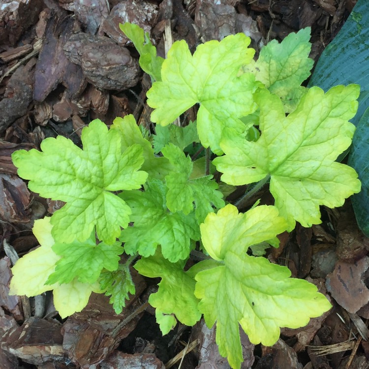 plant image 1341378 plant image 1341378