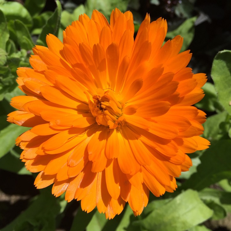 plant image 1343146
