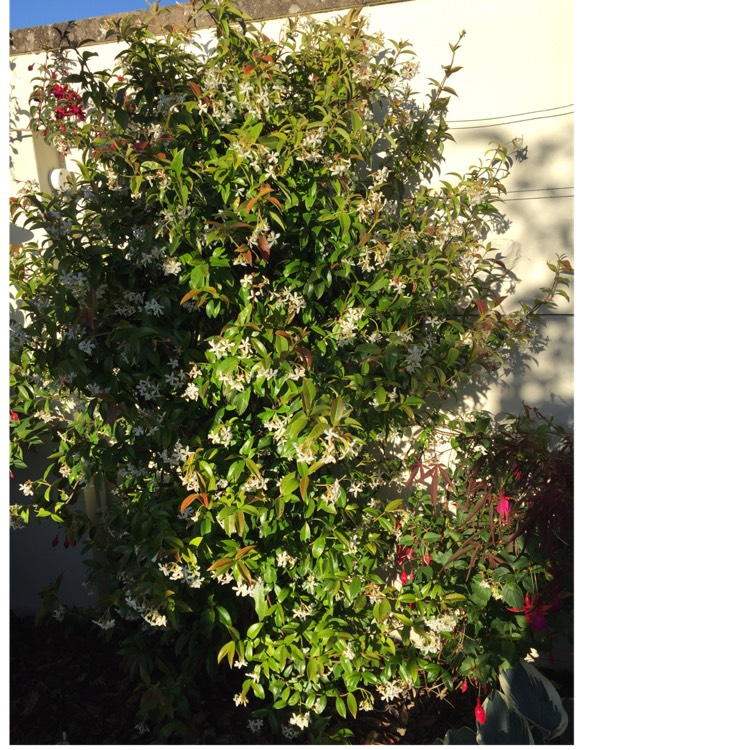 Plant image Trachelospermum jasminoides 'Tricolor'