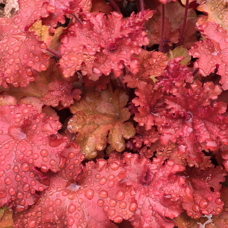Plant image Heuchera 'Boysenberry' (Indian Summer Series)
