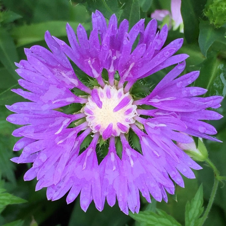 plant image 1377584 plant image 1377584